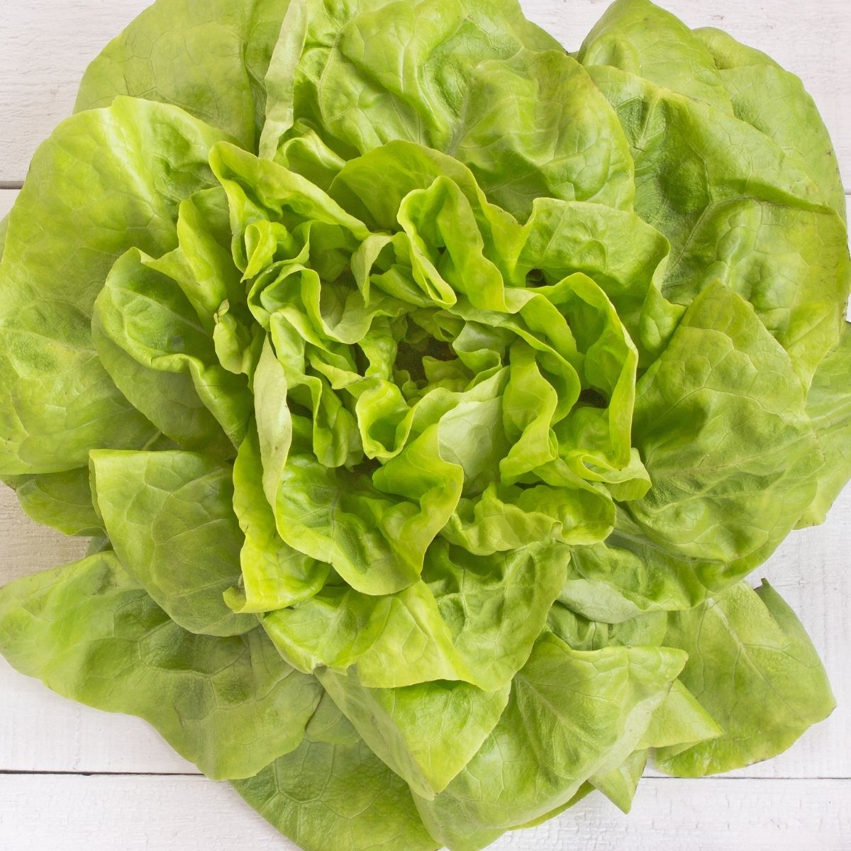 Lettuce - Fortaleza Seeds - Excellent Resistance to Bolting