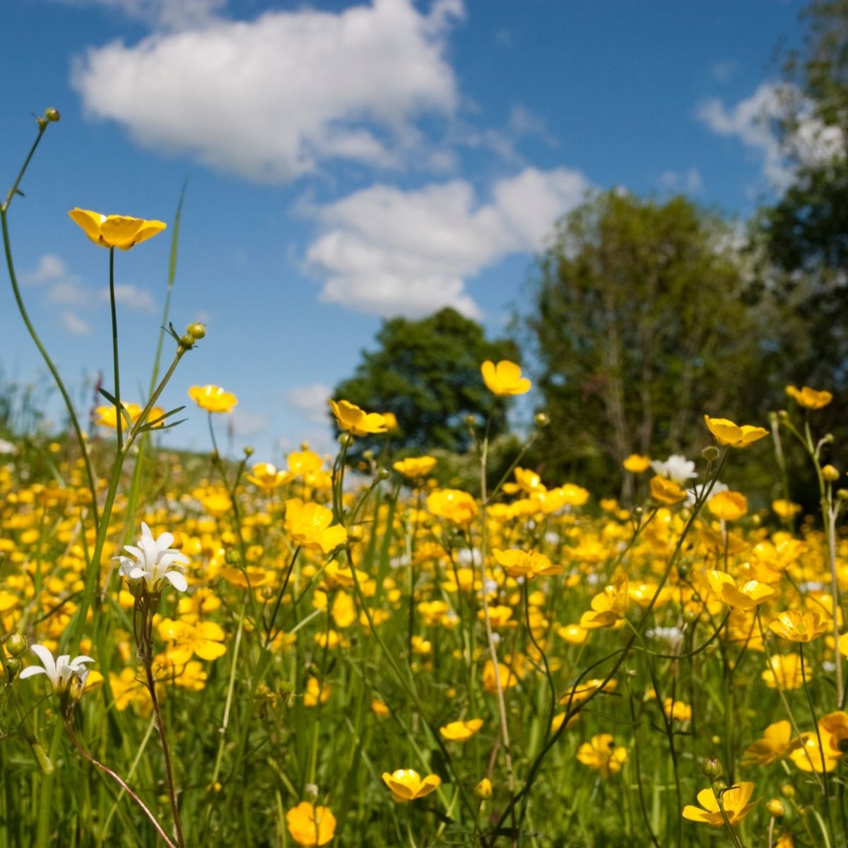 Meadow Buttercup Seeds