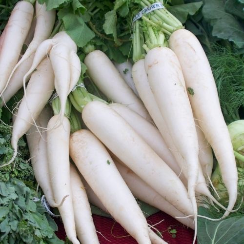 F1 Mooli - April Cross - Japanese Radish Seeds