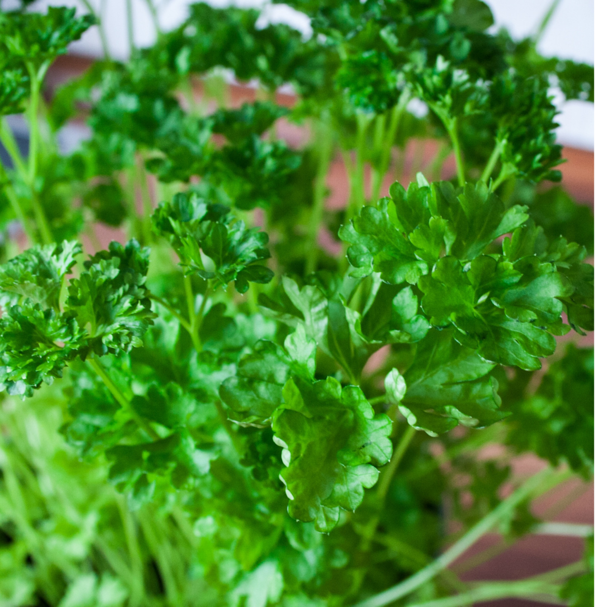 Parsley - Italian Giant Seeds