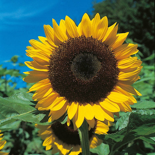 Sunflower - Giant Yellow - 3 metre Plus Seeds