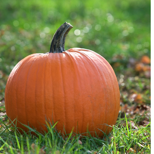 Pumpkin - Jack O'Lantern Seeds