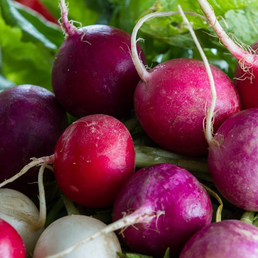 Radish - Rainbow Mixed - Quick Grow  Seeds