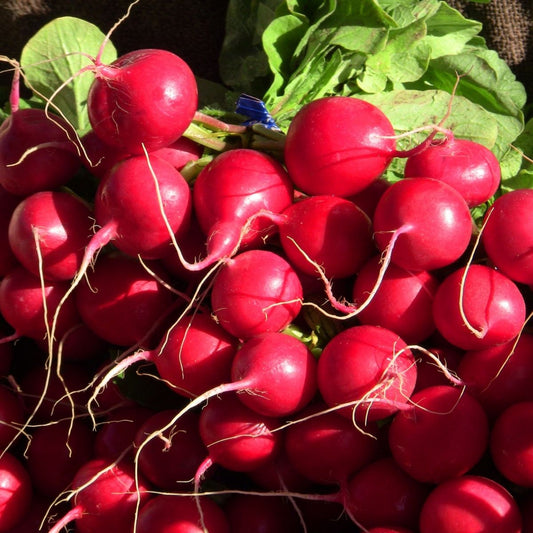 Radish - Scarlet Globe Seeds