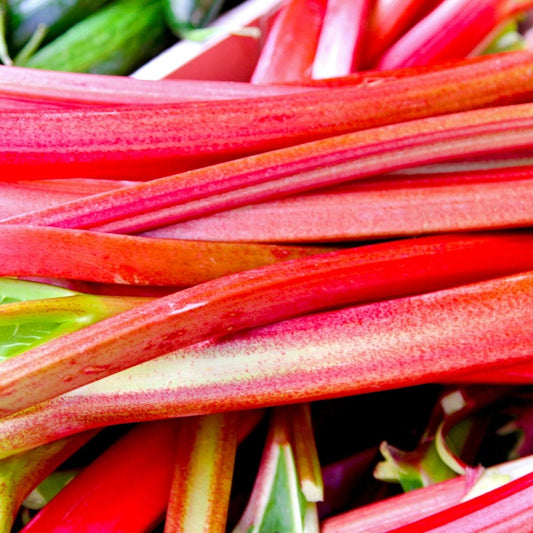 Rhubarb - Champagne Seeds