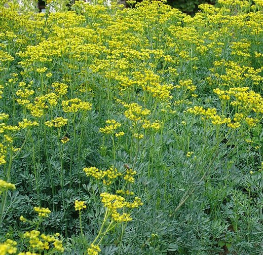 Rue - Ruta graveolens Seeds