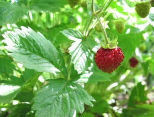 Strawberry - Alexandria  Seeds