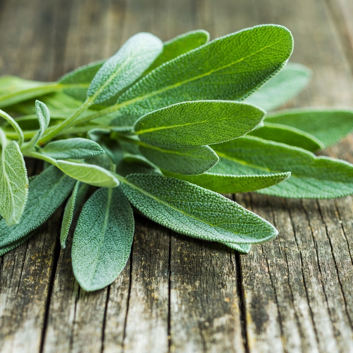 Sage - Green Leaved Salvia Seeds