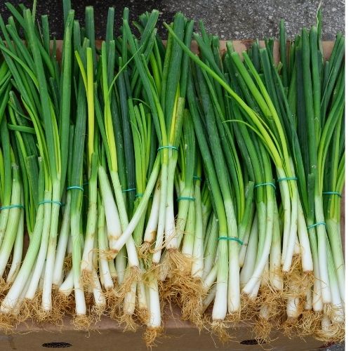 Spring Onion - White Lisbon Seeds