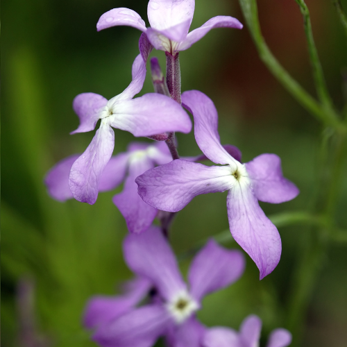 Stocks Night Scented - Matthiola Bicornis Seeds