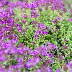 Thyme - Purple Creeping Seeds