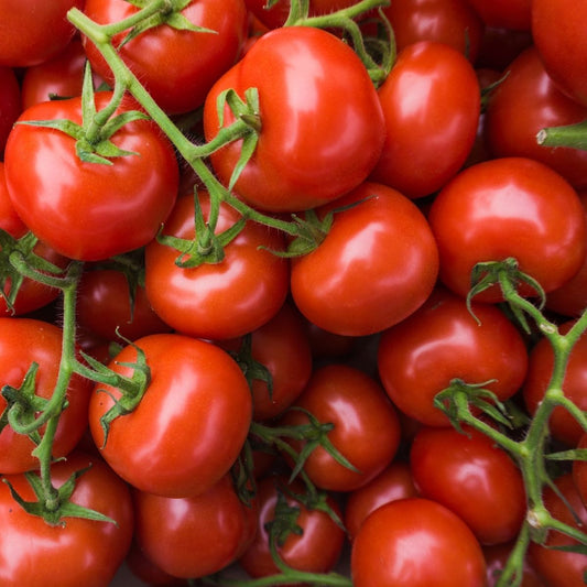 Tomato - Ailsa Craig Seeds