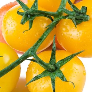 Tomato - Golden Sunrise Seeds