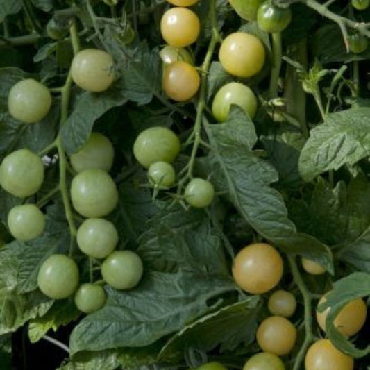 Tomato - Snow Berry Seeds