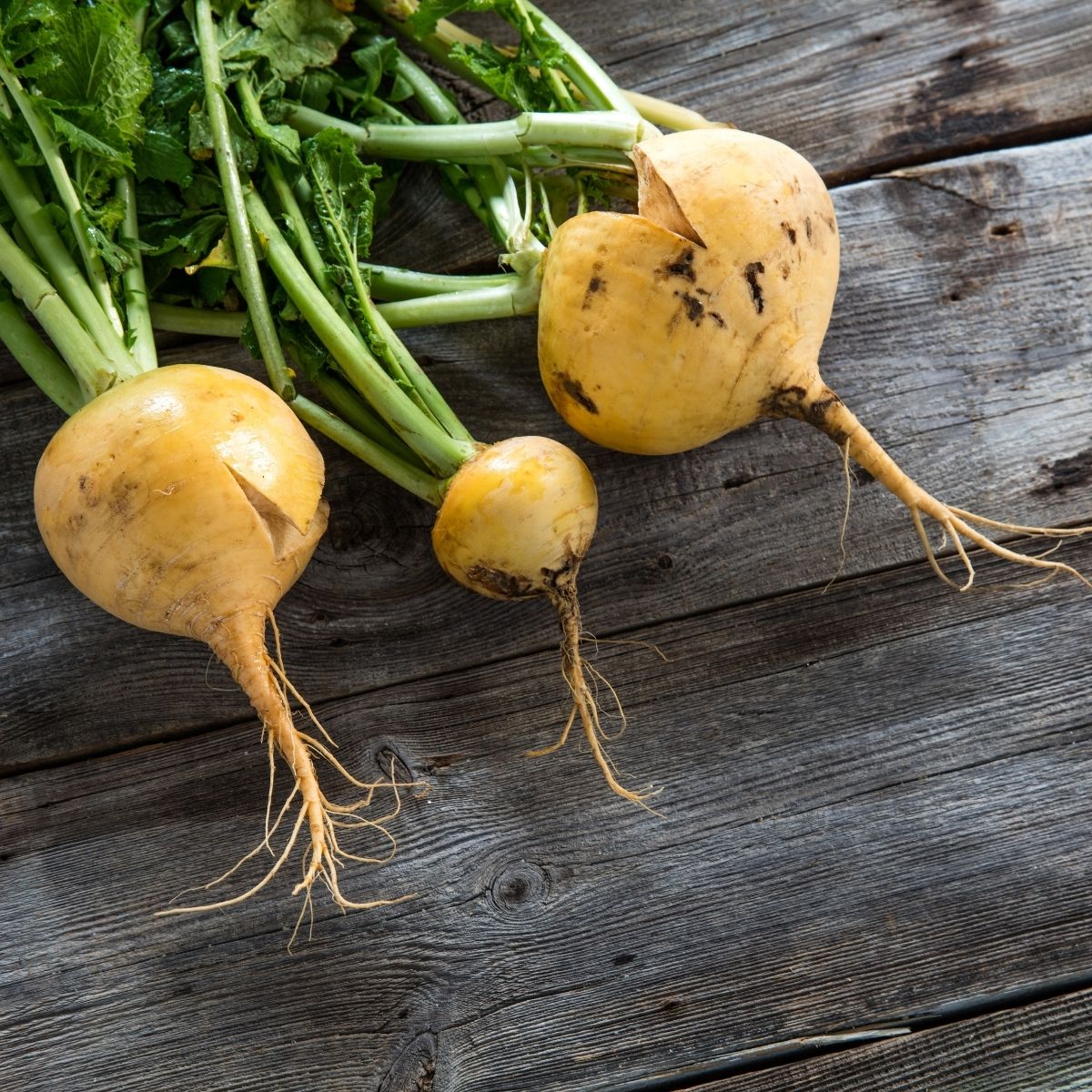 Turnip - Goldana Seeds