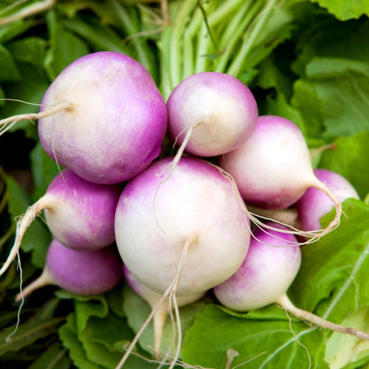Turnip - Purple top Milan Seeds