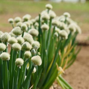 Welsh Onion - Allium Fistulosum Seeds
