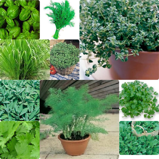 10 pack Herb seeds - Basil, fennel, dill, lemon grass etc