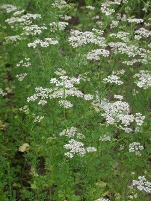 Anise - Pimpinella Anisum Aniseed Seeds