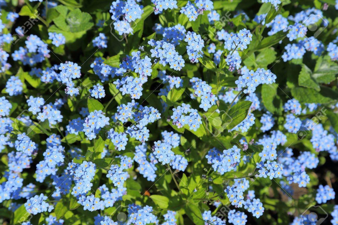 Bulk Forget Me Not Seeds - White