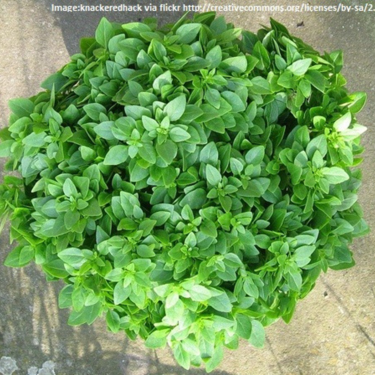 Basil - Greek Seeds  - Fine Leaved Miniature Basil