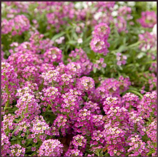 Alyssum - Rosie O'Day Seeds