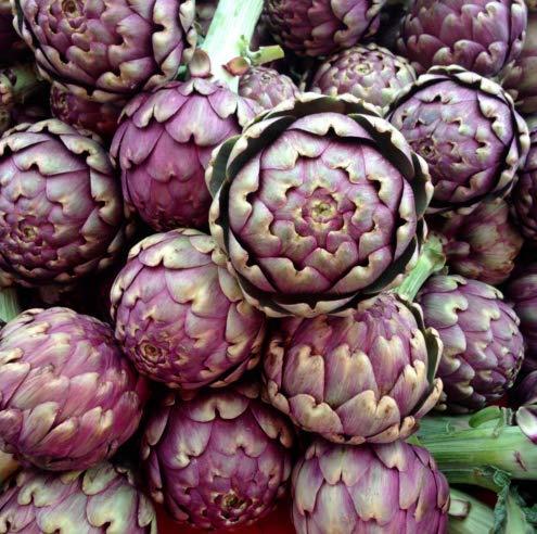 Artichoke - Violet de Provence Seeds