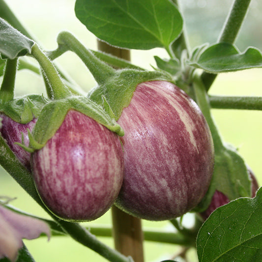 Aubergine - F1 Pinstripe Seeds - Grow Eggplants Vegetable Seeds