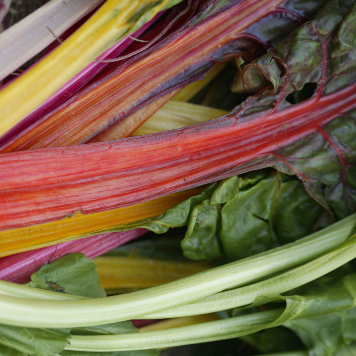 Beet Leaf - Swiss Chard - Bright Lights Seeds