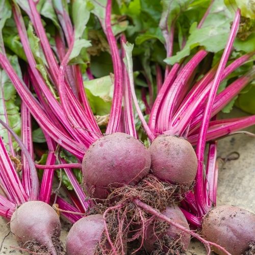 Beetroot - Boltardy Seeds
