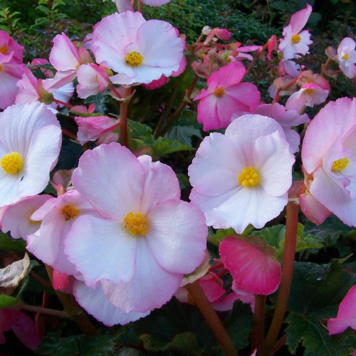 Begonia - F1 Mixed Pelleted Seeds