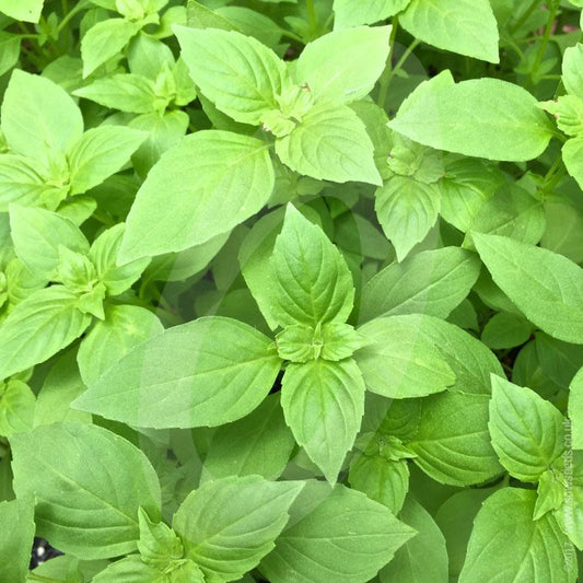 Basil - Lemon Seeds