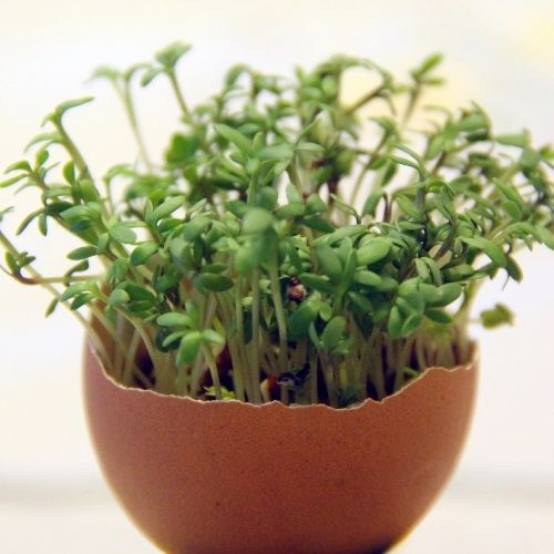 2 Packs Fine Curled Cress Seeds